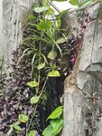 沂水