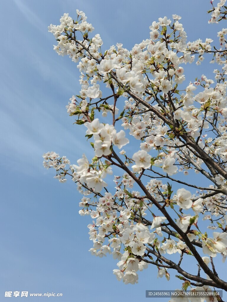 白色花朵