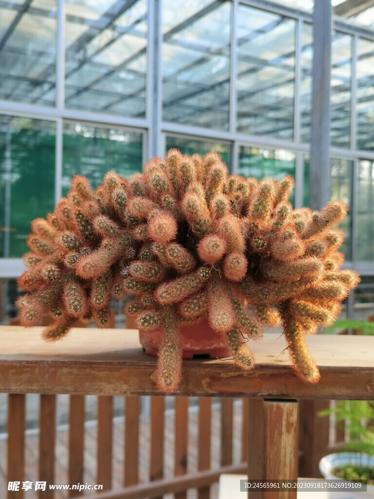 植物多肉仙人掌