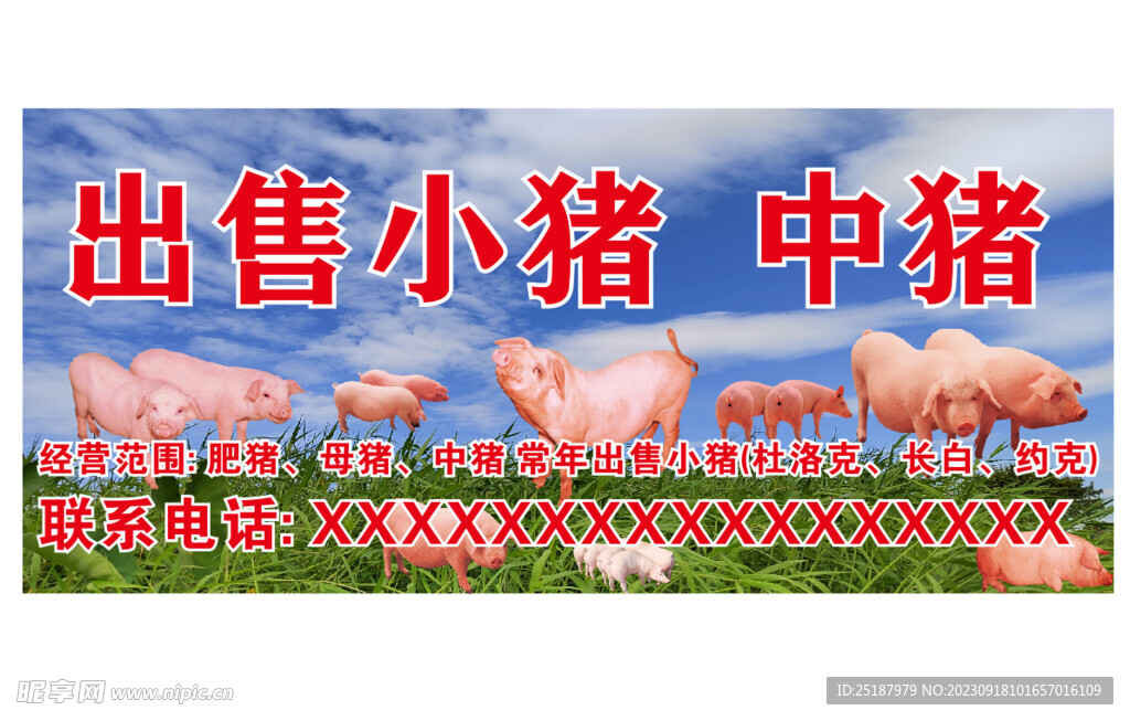 出售小猪