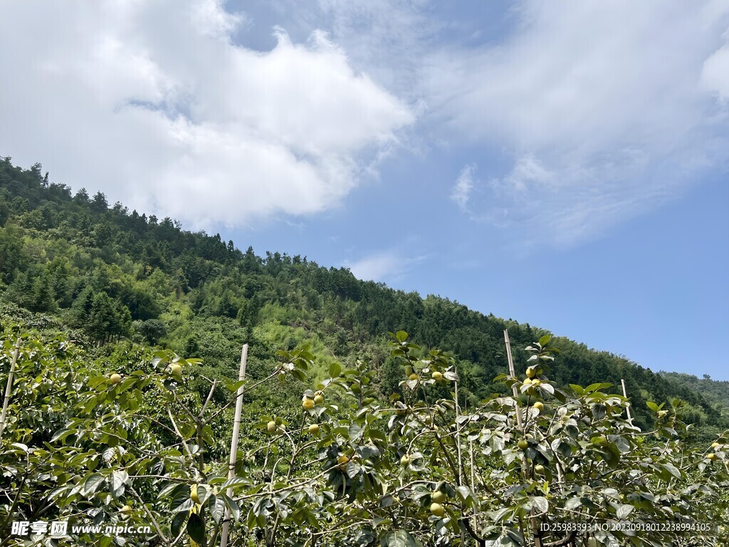 柿子栽培