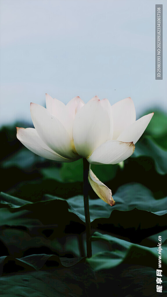 荷花