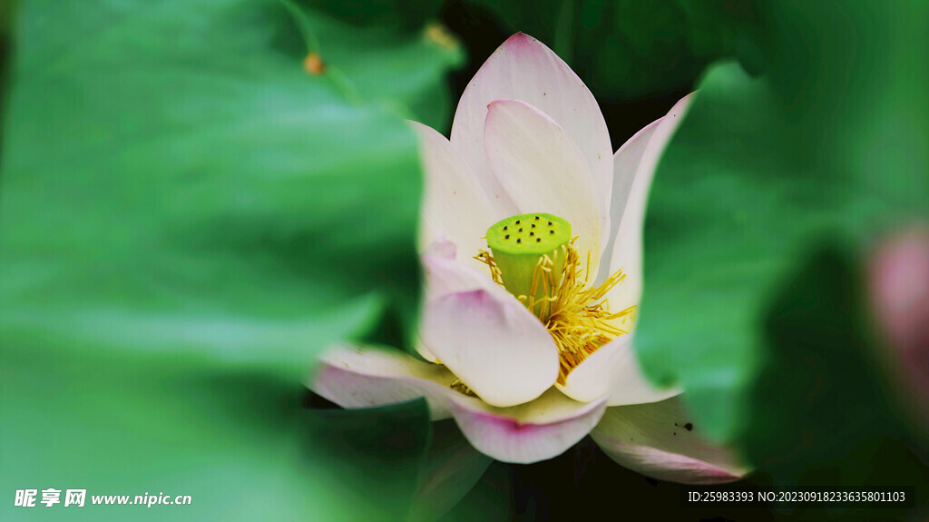 荷花