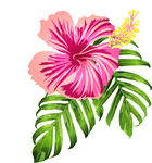 手绘花卉