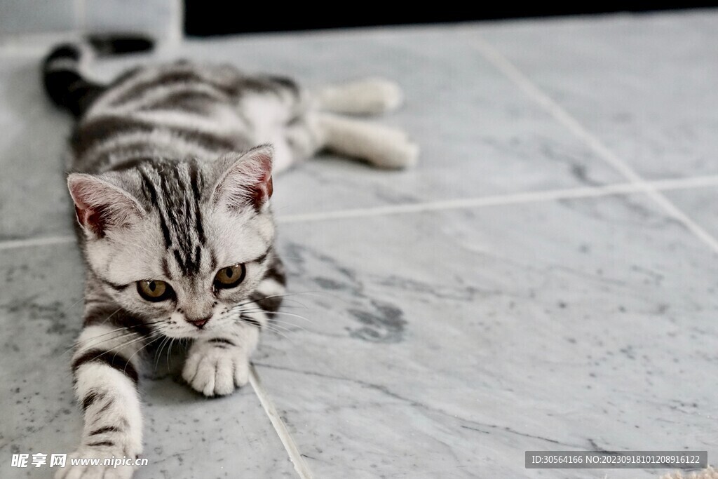 猫