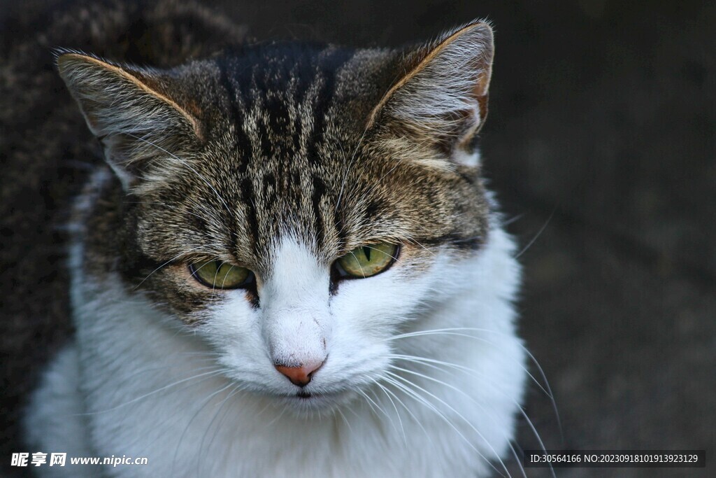 猫咪