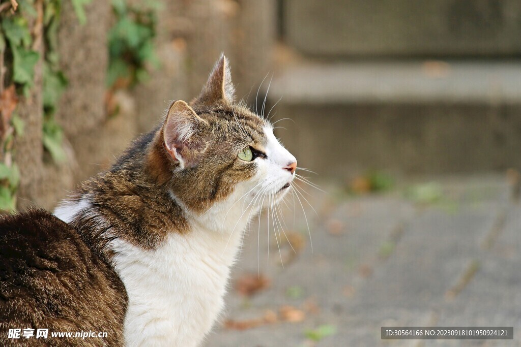 猫咪