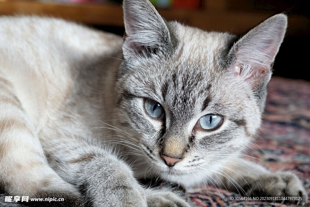 猫