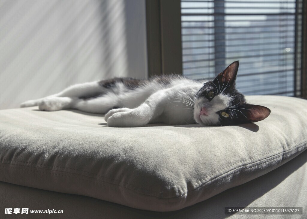 猫