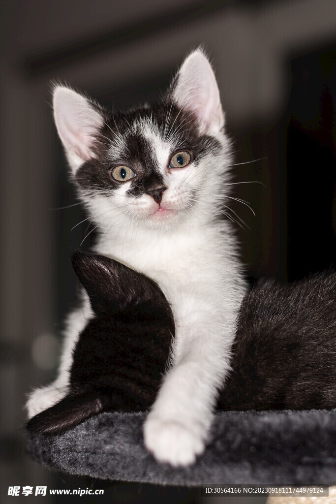 猫