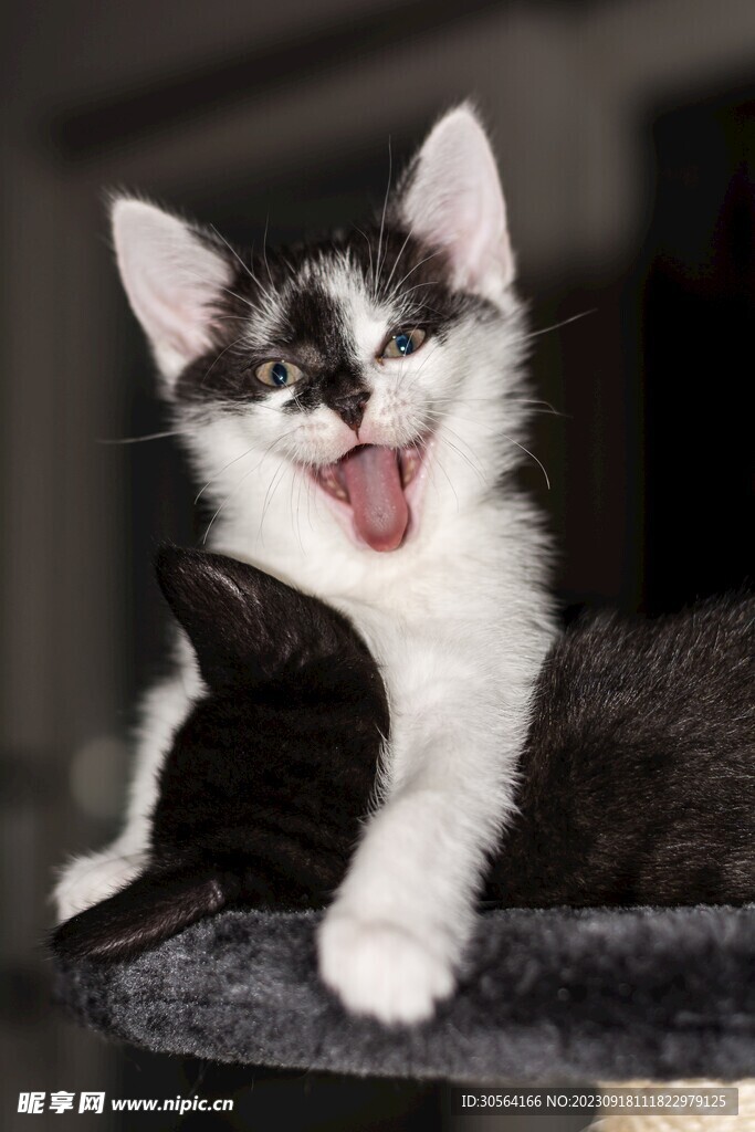 猫