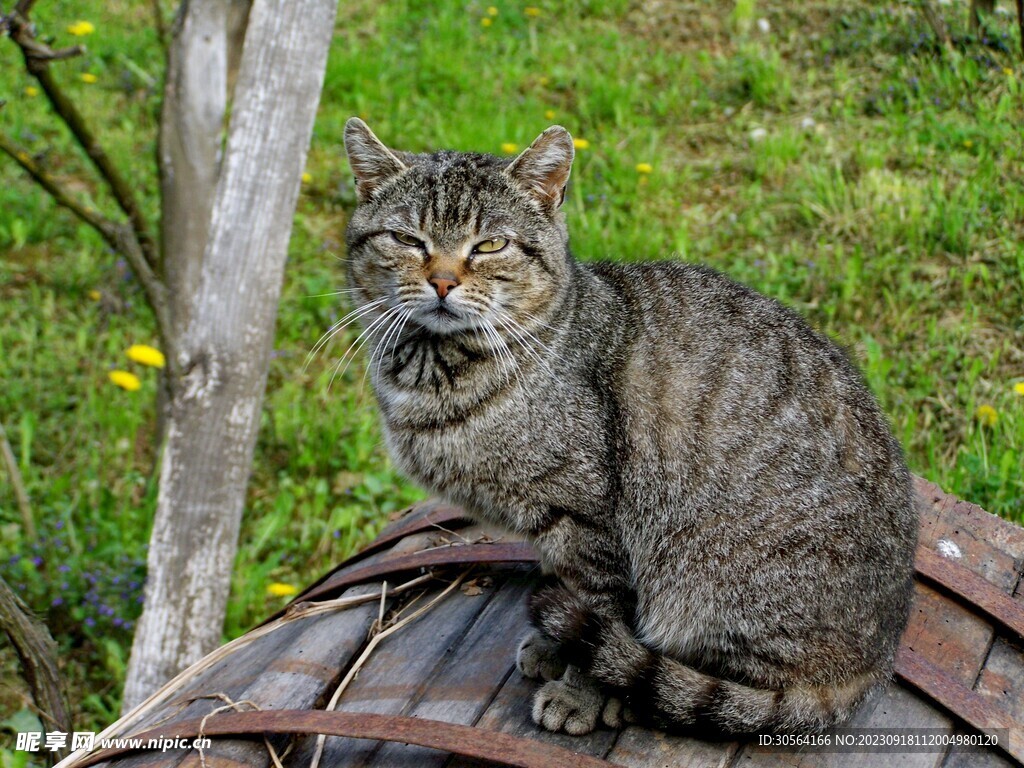 猫