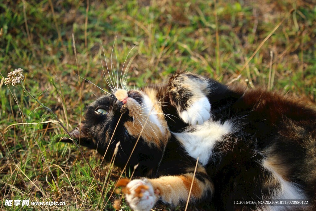 猫