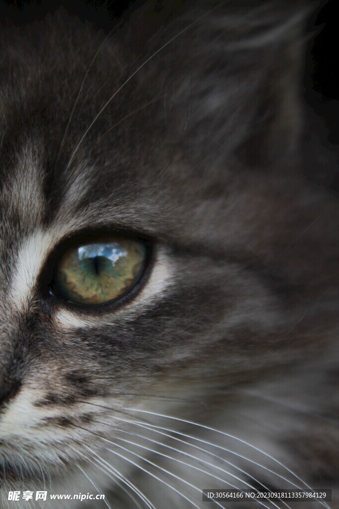 猫