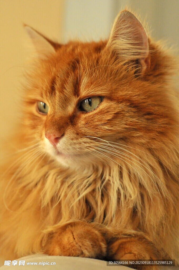 猫