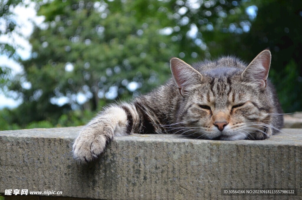 猫