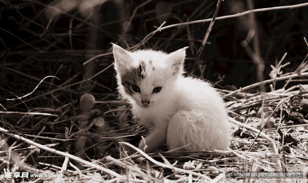 猫