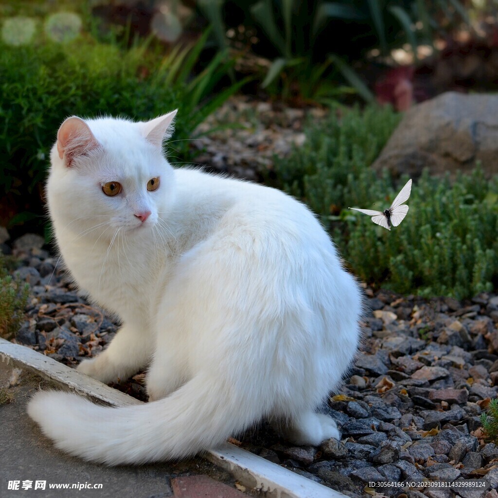 猫