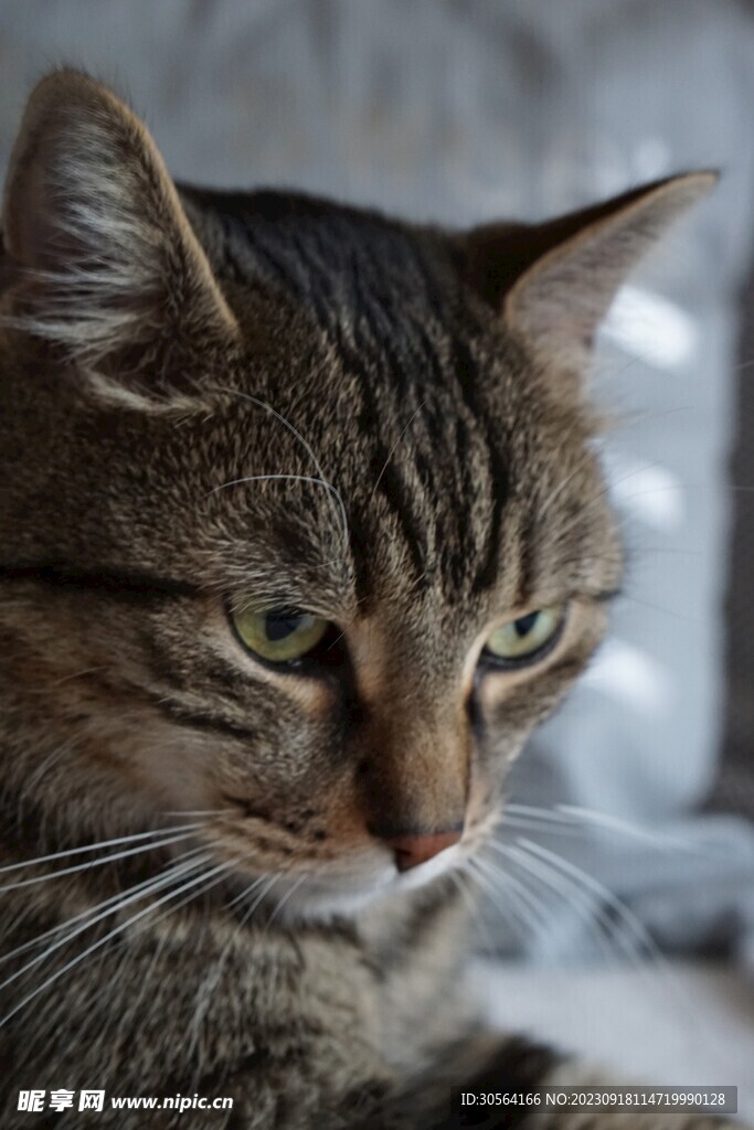 猫