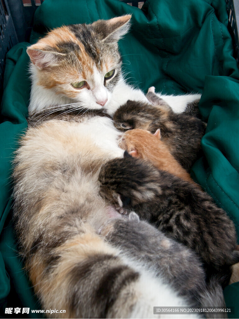 猫