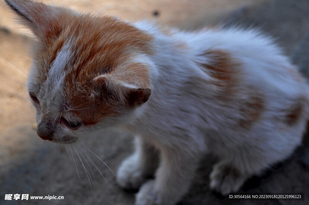 猫