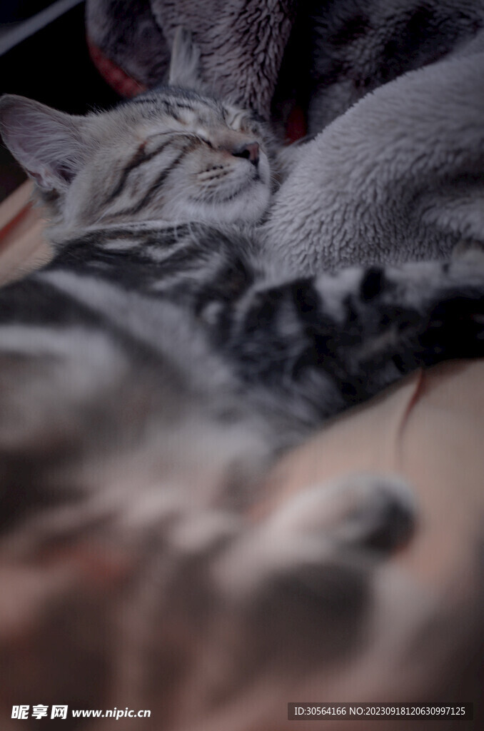 猫