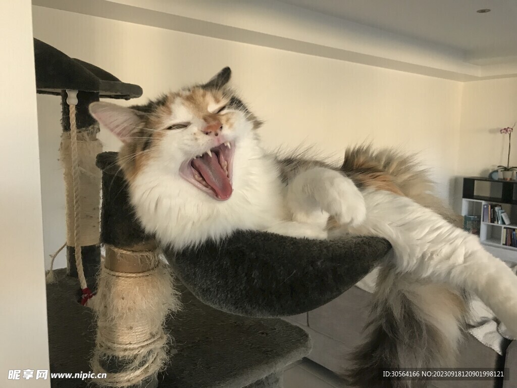 猫