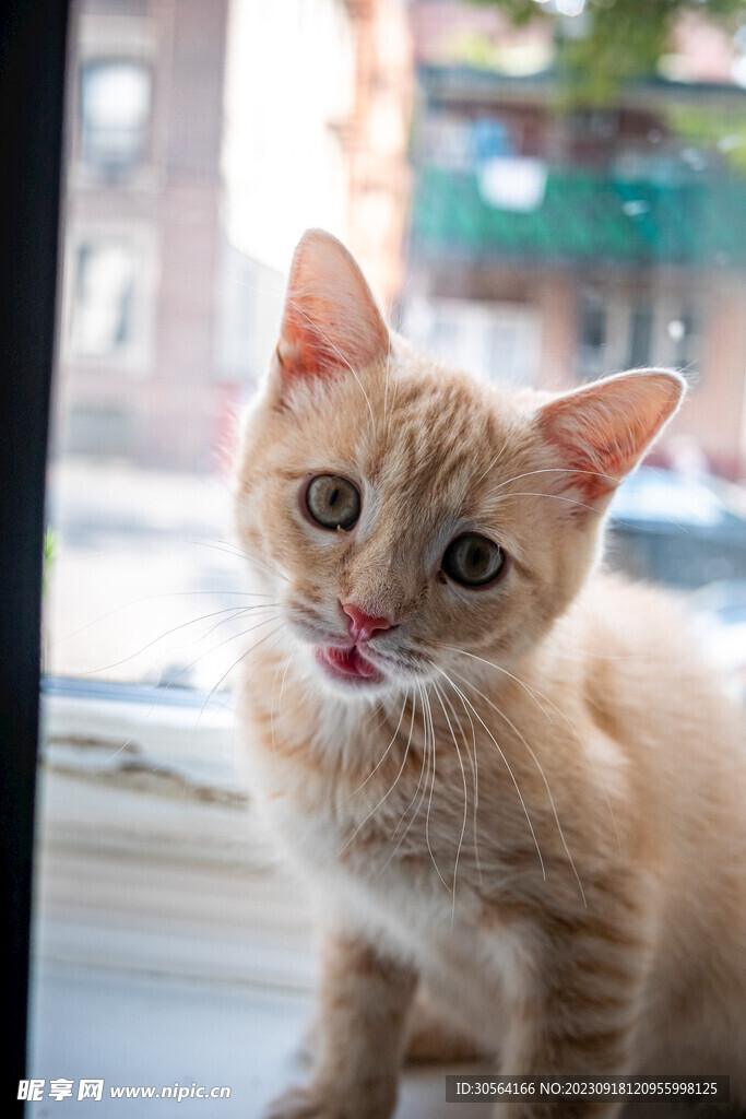 猫