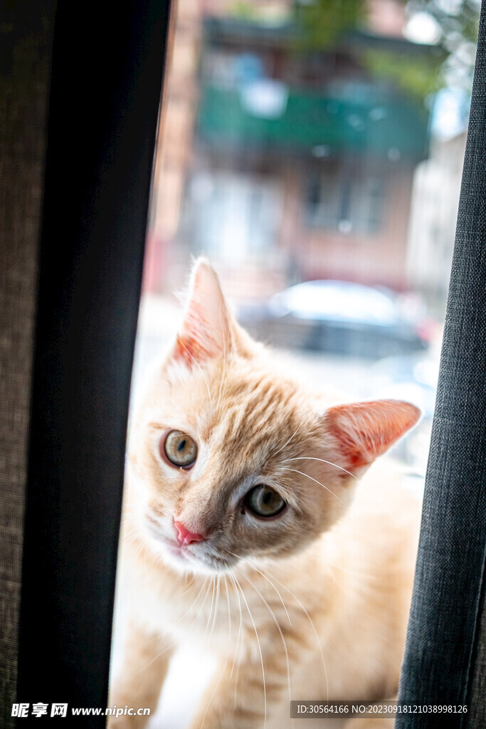 猫