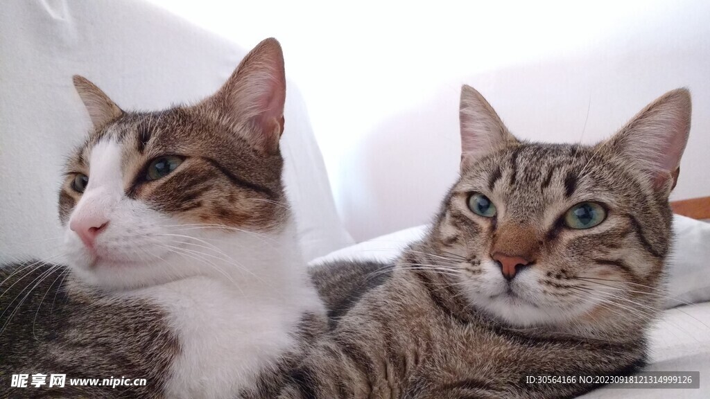 猫