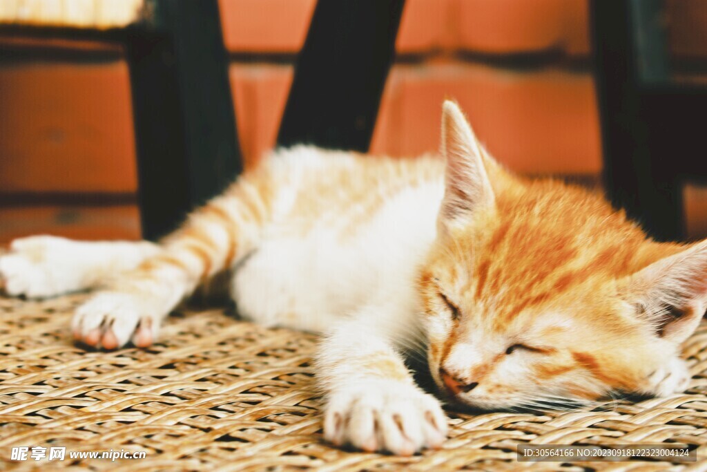 猫
