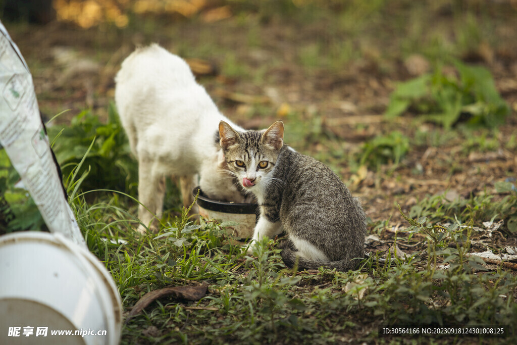 猫