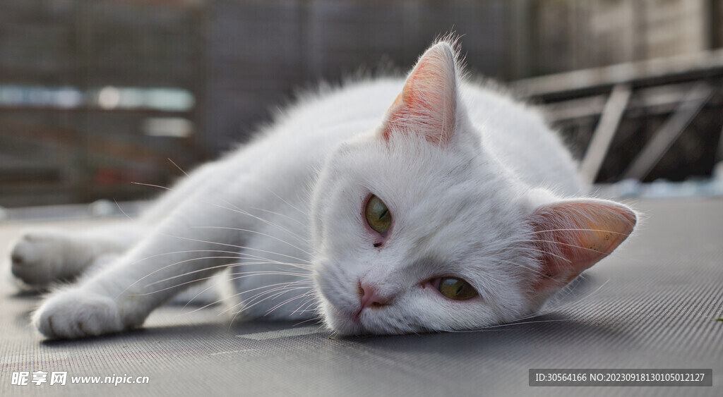 猫