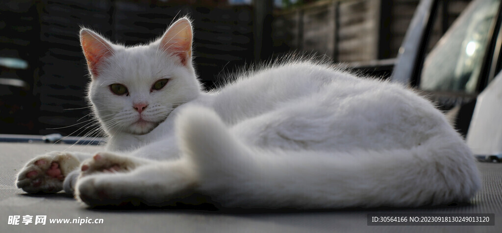 猫