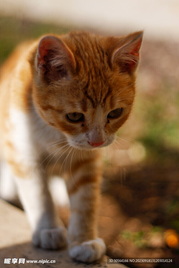 猫