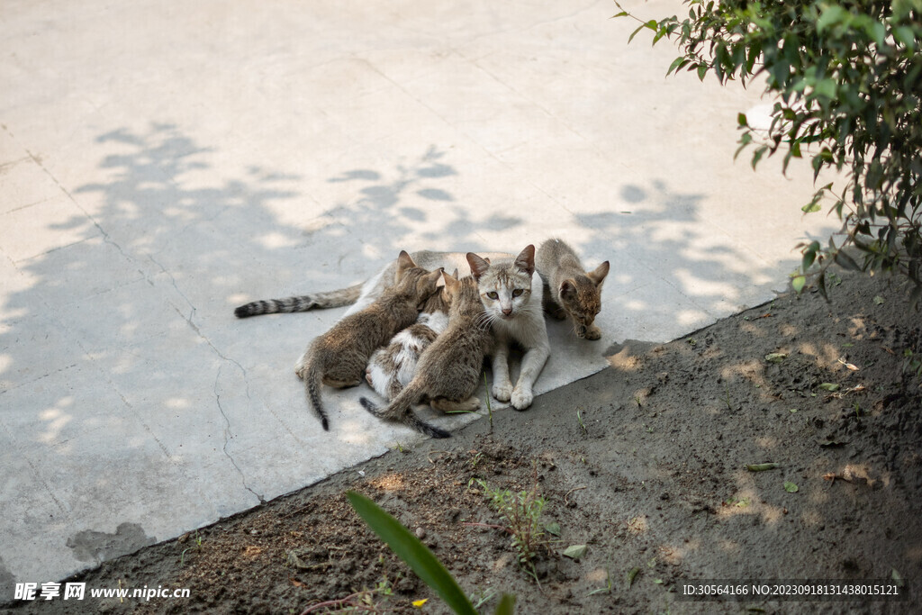 猫