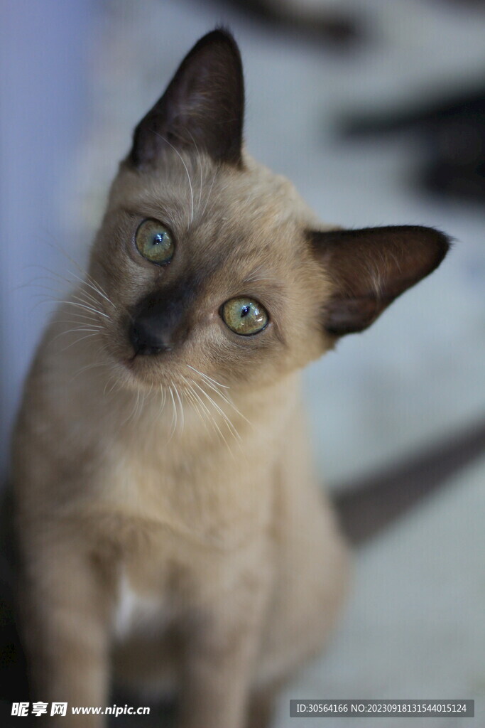 猫