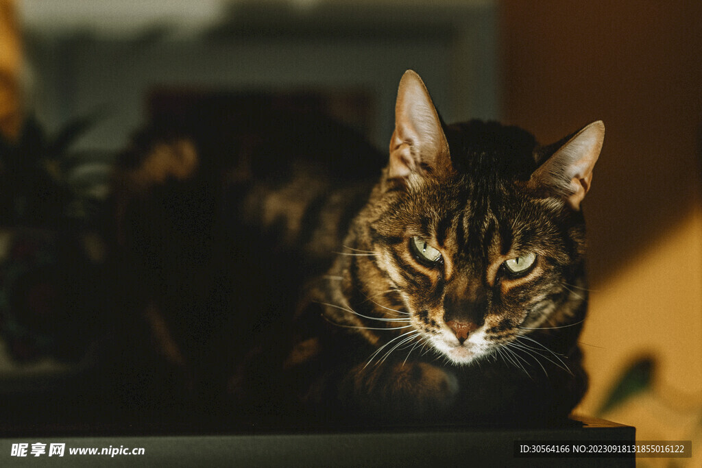 猫