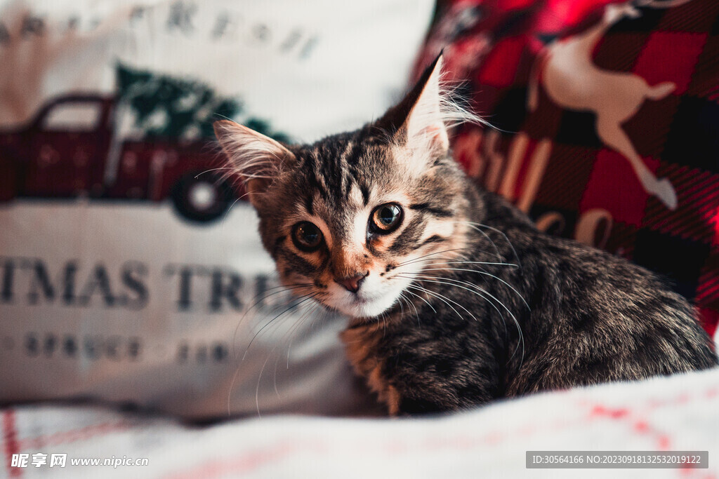 猫