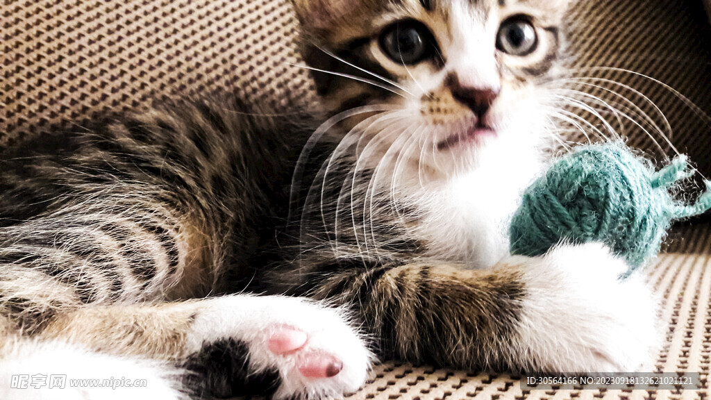 猫
