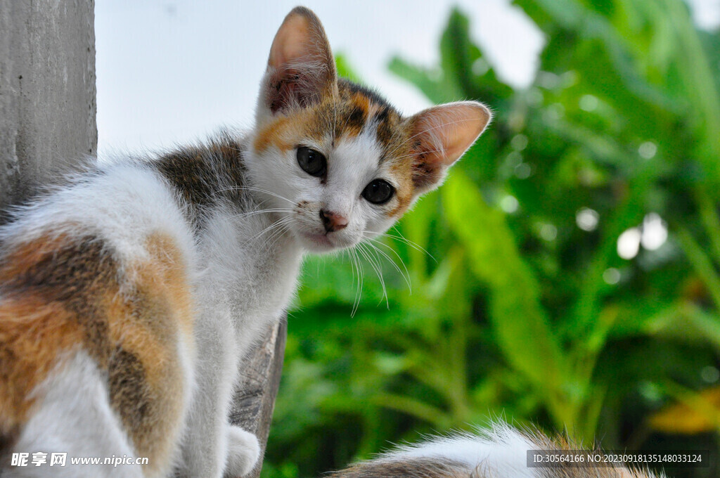 猫