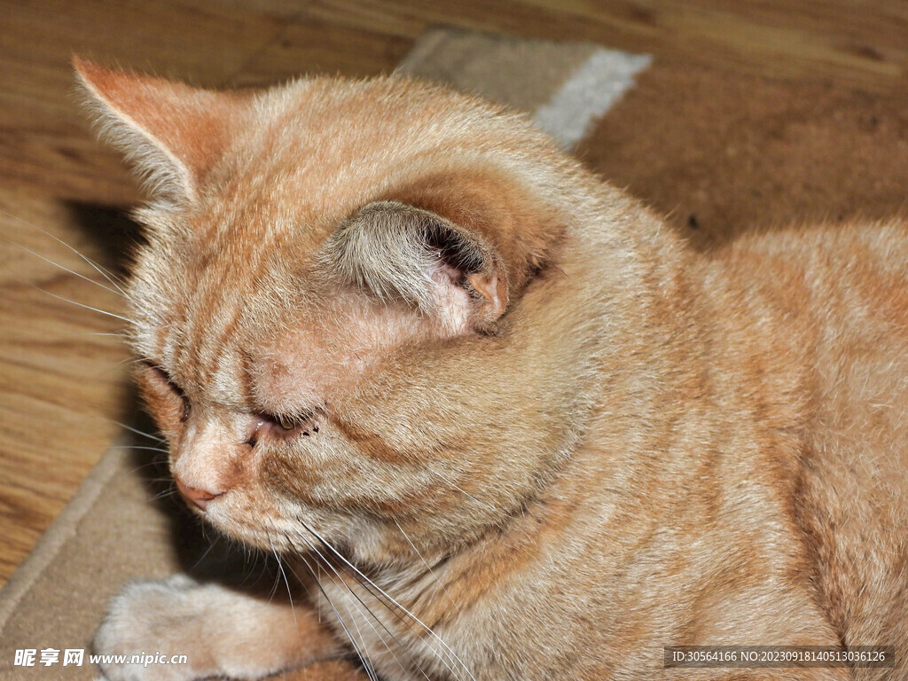 猫