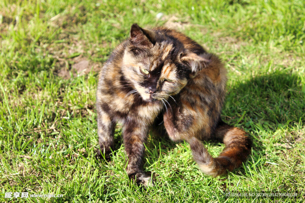 猫