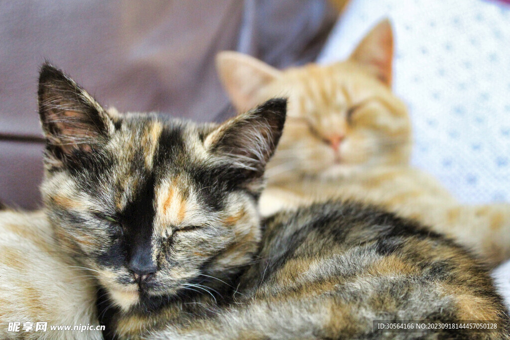 猫