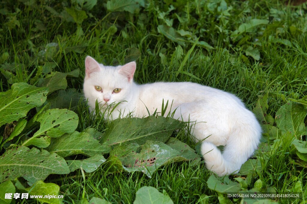 猫