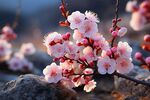 梅花