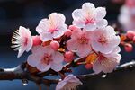 梅花