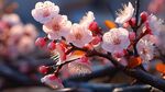 梅花