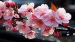 梅花