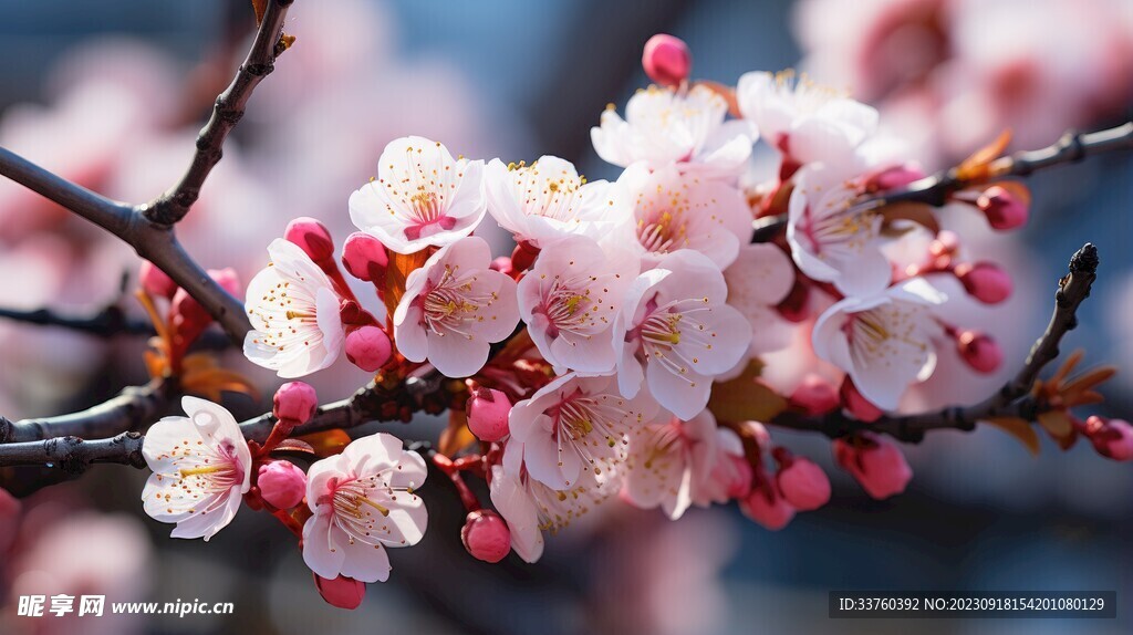 梅花